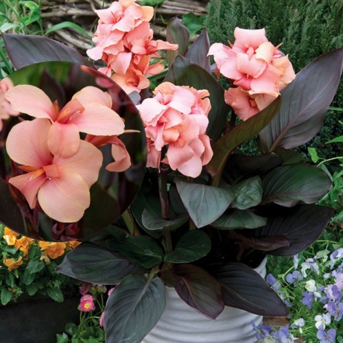 Canna indica 'Cannova Bronze Peach' - India kanna 'Cannova Bronze Peacht' 